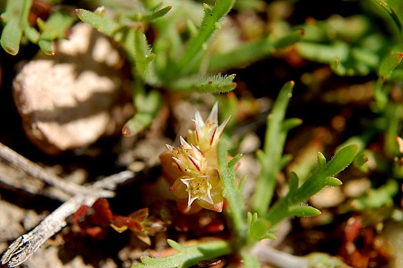 Sedum caespitosum / Borracina cespugliosa